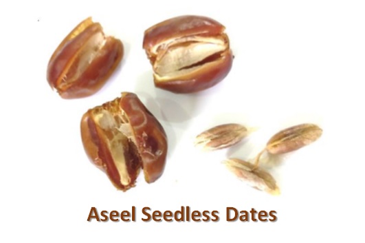 Aseel Seedless Dates