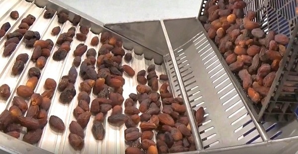Dates Processing Industry in Pakistan