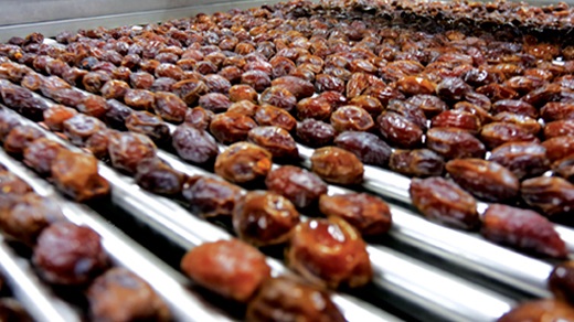 Dates Processing Industry in Pakistan