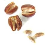 Aseel Pitted Dates