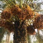 About Datepalm Fruit in Pakistan