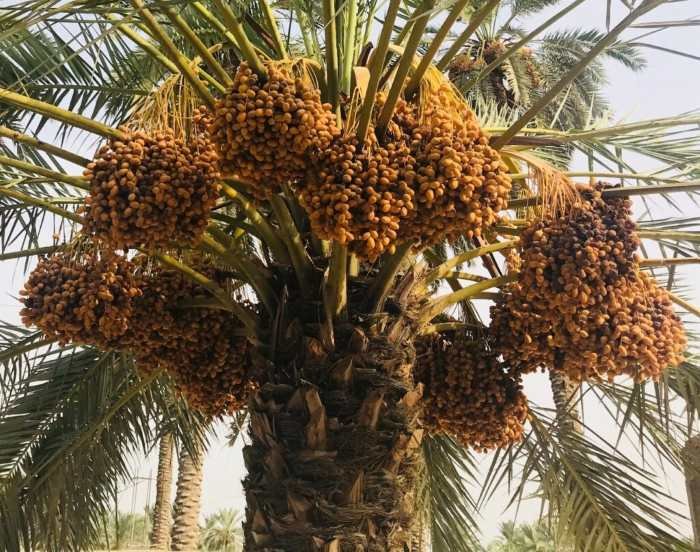 Dhakki Dates